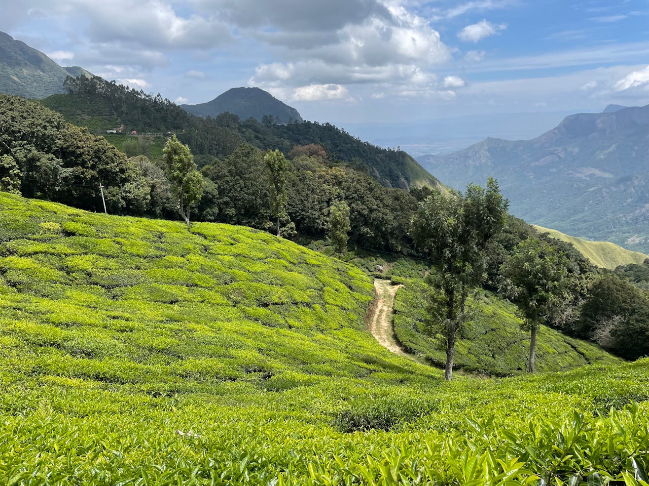 Explore the vibrant green tea fields amidst the rolling hills of Munnar, Kerala, India.